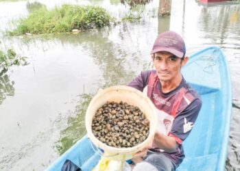AZLAN Azmi menunjukkan siput yang dicarinya di sekitar tali air di Kampung Cherang Melintang, Tumpat, Kelantan. - UTUSAN/ROHANA ISMAIL.