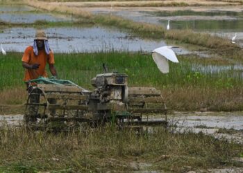 Walaupun mempunyai 10 kawasan jelapang padi di seluruh negara, namun pengeluaran beras kita masih belum mencukupi untuk keperluan domestik. – MINGGUAN/PUQTRA HAIRRY