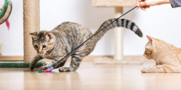 Zoomies berlaku apabila tenaga kucing tersimpan terlalu lama.