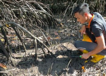 AHMAD Fakhrur Razi Rajab mencari lokan menggunakan kaedah mengores tanah dengan cangkul kecil dan cakar di lagun Sungai Semerak, Pasir Puteh, Kelantan. – UTUSAN/TOREK SULONG