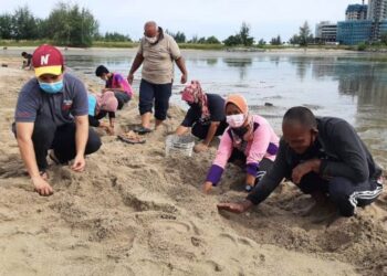 pengunjung beramai-ramai mencari siput sedut bersaiz kecil di sekitar Pantai Klebang, Melaka. – UTUSAN/AMRAN MULUP