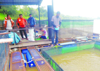 AZMAN Zainuddin memberikan makanan kepada ikan sangkar yang diternak di Kampung Jerantut Feri 
di Jerantut, Pahang. – UTUSAN/HARIS FADILAH AHMAD