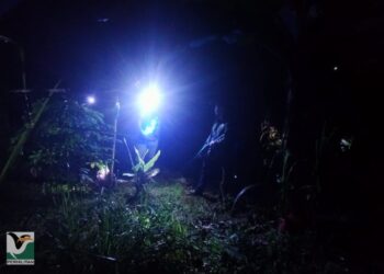 PETUGAS Perhilitan memasang lampu LED berwarna biru di Kampung Dakoh, Kelantan yang tular kerana diancam oleh kehadiran beruang. - GAMBAR IHSAN PERHILITAN