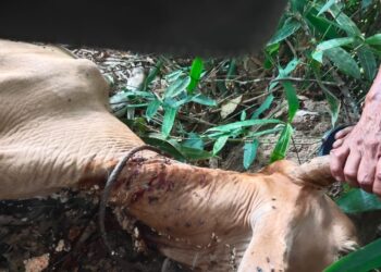 KEADAAN lembu yang mati dipercayai diserang harimau yang ditemukan di Kampung Chepor, Lenggong Isnin lalu. - UTUSAN