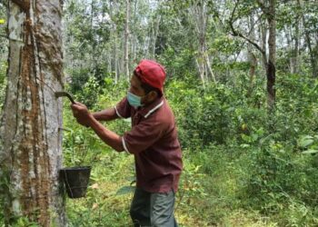 pekebun kecil getah terus mengharapkan kerajaan akan menetapkan harga lantai getah.  – UTUSAN/ZAID MOHD. NOOR