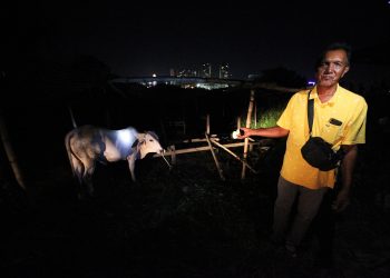 AWANG Yamat terpaksa berjaga di kandang lembu pada waktu malam kerana bimbang ternakannya dicuri. - UTUSAN/ZULHANIFA SIDEK