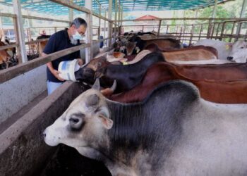 MAARIF Maarof memberikan makanan kepada lembu ternakannya ketika ditemui pemberita di ladang ternakannya di Mambau, Seremban hari ini. - FOTO/MOHD. SHAHJEHAN MAAMIN