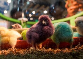 Industri ayam dan telur tempatan memerlukan satu entiti kawal selia bagi memastikannya  berkembang secara sihat-GAMBAR HIASAN