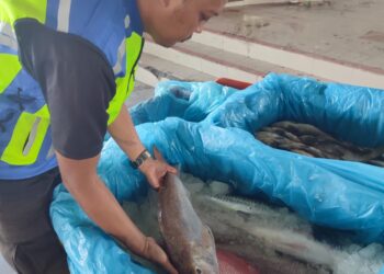 HASIL perikanan dari Indonesia yang dirampas Maqis ketika pemeriksaan di Pelabuhan Lumut semalam. - UTUSAN/IHSAN MAQIS
