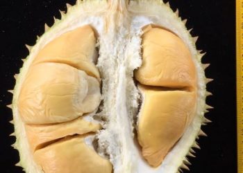 Salah satu ciri durian menarik perhatian adalah warnanya yang kekuningan.