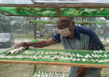 MOHD. NOR Ibrahim memeriksa ikan masin yang dijemur menggunakan teknologi rumah solar di Kampung Ramuan China Besar, Alor Gajah, Melaka. - UTUSAN/DIYANATUL ATIQAH ZAKARYA