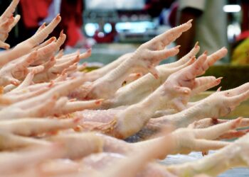 Bermula 1 Jun 2022, KERAJAAN Menghentikan eksport ayam ke Singapura 1 Jun llau bagi menstabilkan beka;an ayam dalam pasaran tempatan. -GAMBAR HIASAN