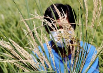 PETANI yang terlibat dalam ekonomi skala dengan kos dan pengeluaran yang lebih tinggi terkesan lebih teruk sepanjang pandemik. - GAMBAR HIASAN