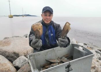 MOHD. IRFAN Budin menunjukkan siput kemudi yang telah dikutipnya di Pantai Siring, Jasin, Melaka. - UTUSAN/DIYANATUL ATIQAH ZAKARYA