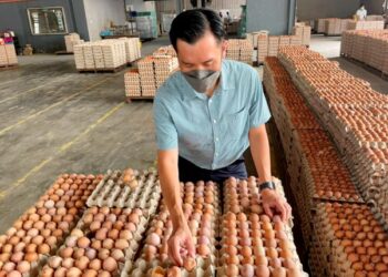 LEE Yoon Yeau memeriksa telur ayam yang dikeluarkan kilangnya di Masjid Tanah, Melaka. - UTUSAN/DIYANATUL ATIQAH ZAKARYA