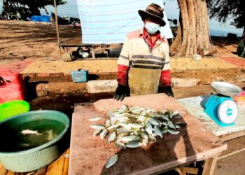 YAHYA Senin menjual ikan ditangkapnya di tepi jalan Pantai Puteri, Melaka. - UTUSAN/AMRAN MULUP