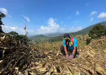 KAKITANGAN Jabatan Perhutanan Negeri Pahang (JPNP) giat menanam pokok hutan pelbagai spesies di kawasan bekas kebun haram Musang King di Hutan Simpan Kekal (HSK) Batu Talam di Raub, Pahang.