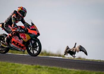 KEHADIRAN haiwan liar dalam litar lumba Phillip Island meresahkan pelumba menjelang Grand Prix Motosikal Australia hari ini.