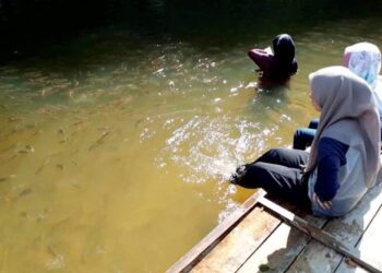 PENGUNJUNG memberikan makanan sambil bermain dengan spesies ikan liar di santuari MyKomuniti Perikanan (MyKP) di muara Sungai Sat, Kampung Kuala Sat di Jerantut, Pahang. – UTUSAN/HARIS FADILAH AHMAD