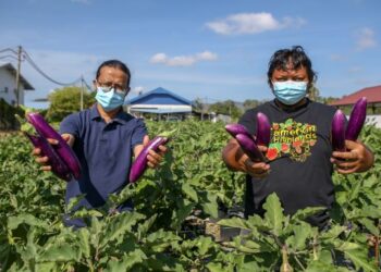 DUA sahabat, 
Azrin Baharom (kiri) dan Mohd. Aziuddin Alias mengusahakan tanaman terung di kawasan seluas 0.5 hektar di Batu 2, Jalan Kaki Bukit, Kangar, Perlis. – UTUSAN/Shahir Noordin