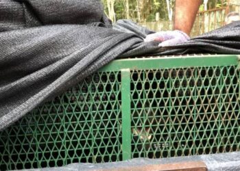 ANGGOTA Jabatan Perhilitan Negeri Sembilan mengangkat seekor harimau kumbang yang terperangkap dalam jerat yang dipasang di Kampung Sri Repah, Tampin, pagi semalam. - FOTO/NOR AINNA HAMZAH