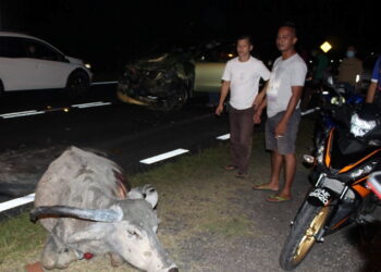 KEMALANGAN melibatkan sebuah kenderaan pelbagai guna (MPV) selepas pemandunya tidak sempat mengelak seekor kerbau melintas jalan berhampiran Pekan Chengkau, Jalan Seremban-Tampin, Rembau tahun lalu.- UTUSAN/NOR AINNA HAMZAH