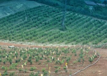 PROJEK Ladang Integrasi Tentera Darat yang diwujudkan di Kem Syed Sirajuddin, Gemas, Tampin, Negeri Sembilan. - FOTO/MOHD. SHAHJEHAN MAAMIN