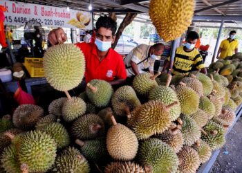 PENIAGA durian menyusun raja buah itu yang hendak dijual di Mantin, Seremban, Negeri Sembilan. - UTUSAN/MOHD. SHAHJEHAN MAAMIN