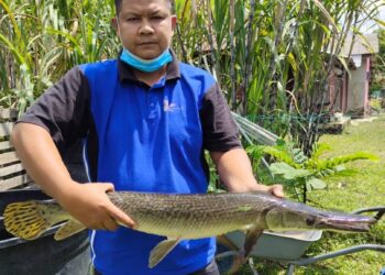 SEORANG petugas Jabatan Perikanan Negeri Sembilan menunjukkan seekor ikan Alligator Gar yang berjaya ditangkap di sebuah kolam tinggal di Kampung Lambar, Labu, Seremban baru-baru ini. -UTUSAN/BADRUL HAFIZAN