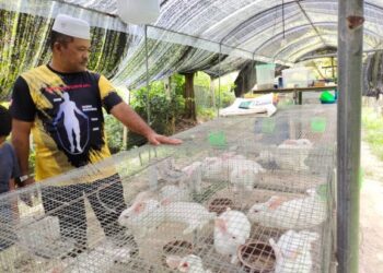SEBAHAGIAN daripada 60 ekor arnab yang dimiliki Mohd. Azamil di Kampung Gadong, Rembau, Negeri Sembilan. – UTUSAN/NOR AINNA HAMZAH