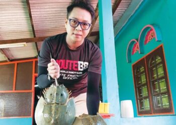 AZIZI Buyaman menunjukkan bekalan belangkas di Restoran Citarasa Belangkas di Kuala Linggi, Melaka. – FOTO/MUHAMMAD SHAHIZAM TAZALI