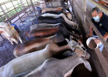 MAARIF Maarof memberikan makanan kepada lembu ketika ditemui pemberita di ladang ternakannya di Mambau, Seremban semalam. – FOTO/MOHD. SHAHJEHAN MAAMIN