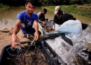 MOHAMAD Izzudin Jizan (kiri) menunjukkan hasil ternakan udang galah yang dijaring dari kolam ternakan ketika ditemui Utusan Malaysia di Kampung Merual, Seri Menanti, Kuala Pilah hari ini.-UTUSAN/MOHD. SHAHJEHAN MAAMIN.