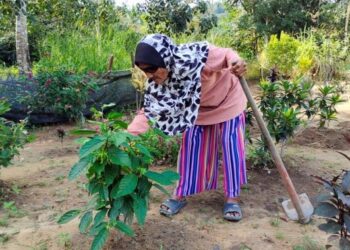 BERCUCUK tanam merupakan antara aktiviti kegemaran Siti Zaharah Abdullah bagi tujuan mengeluarkan peluh. - UTUSAN/NOR AINNA HAMZAH