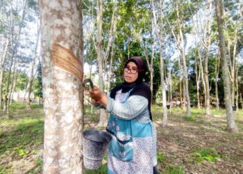 ZAITON Puteh ketika menoreh di sebuah kebun getah di Kampung Serting Ilir, Jempol, Negeri Sembilan, semalam. - UTUSAN/NURULAZMA SHAFIQAH KHAIRUL AZHAR