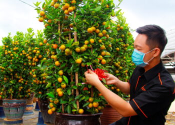 Tian Soon memeriksa pokok buah limau kasturi di kedai tapak hiasan bunga miliknya di Batu 6, Jalan Kuala Pilah, Seremban, baru-baru ini. – UTUSAN/MUHAMMAD IZZAT TERMIZIE