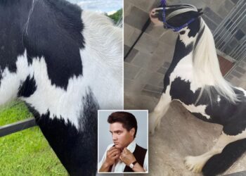 ALAN O'Reilly menemukan bayangan seakan-akan wajah Elvis Presley pada leher kuda peliharaan. - SWNS