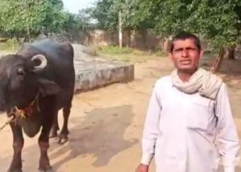 GAMBAR Babulal Jatav bersama kerbau peliharannya. - TWITTER/TUSHAR_KN