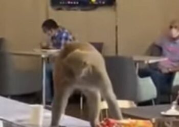 MONYET berkeliaran di ruang menunggu Lapangan Terbang Antarabangsa Indira Gandhi, Delhi. - AGENSI