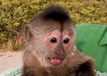 MONYET capuchin bernama Route selepas melakukan panggilan kecemasan di Zoo To You berhampiran Paso Robles, California. - AFP