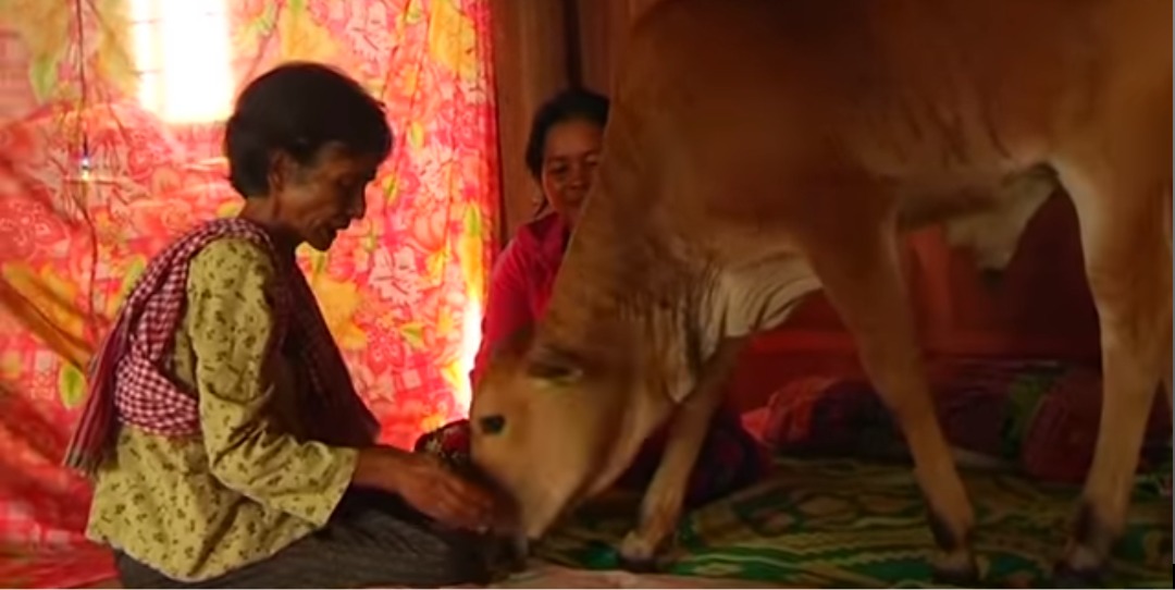 Seorang wanita yang menikah dengan seekor sapi dianggap sebagai titisan mendiang suaminya