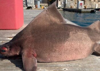 SEEKOR ikan jerung yang dikatakan berwajah babi. - AGENSI