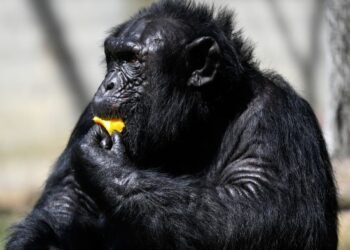 SEBANYAK 13 ekor gorila di Zoo Atlanta disahkan positif Covid-19. - AGENSI