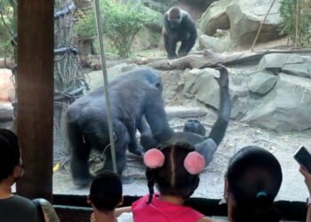 SEORANG pengunjung sempat merakam aksi gorila bercumbuan di Zoo Bronx, New York. - NEW YORK POST