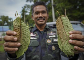 Pegawai Memerintah Batalion Pasukan Gerakan Am (PGA), Superintendan Rosman Kasman menunjukkan daun ketum yang boleh ditukar dengan dadah oleh penyeludup Malaysia dan Thailand.