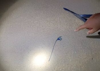 OBOR-obor jenis Portuguese Man o'War yang boleh mengundang bahaya kepada orang ramai ditemukan di Pantai Seberang Takir, Kuala Nerus, semalam.