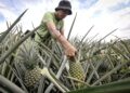'BABY nanas’ pernah tular pada tahun 2017 dan 2019 didakwa mengandungi siklamat. - GAMBAR HIASAN