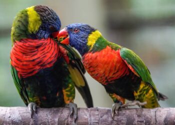DIJANGKAKAN Taman Burung Melaka, Ayer Keroh, Melaka bakal mempunyai lebih 200 spesis burung tempatan dan luar negara. - GAMBAR HIASAN