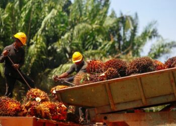 Sektor perladangan antara sektor yang menggunakan ramai pekerja asing. - GAMBAR HIASAN