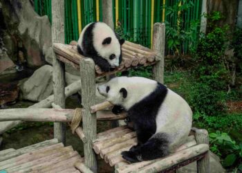 GELAGAT panda gergasi, Liang Liang (bawah) bersama anaknya, Sheng-Yidi Pusat Konservasi Panda Gergasi, Zoo Negara. - UTUSAN/AMIR KHALID